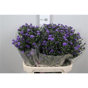 Aster N-B 'Astee Dk Milka'