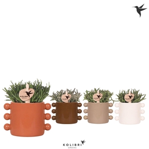 Kolibri Greens Rhipsalis mix in Boho pot mix