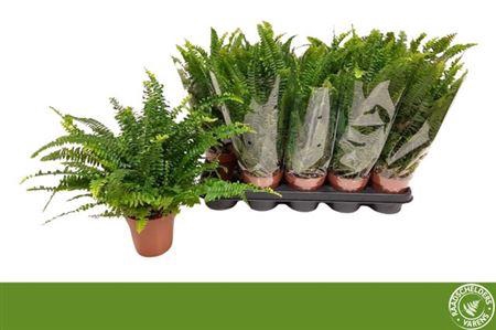 <h4>Nephr Ex Green Lady</h4>