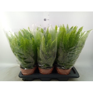 Nephrolepis exal. 'Green Lady'