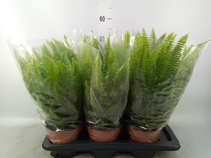 <h4>Nephrolepis exal. 'Green Lady'</h4>