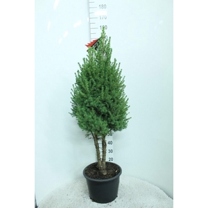 PICEA GL CONICA
