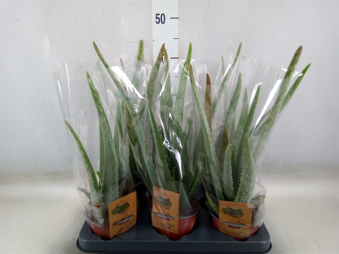<h4>Aloe vera</h4>
