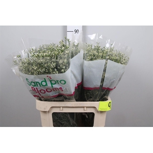 Lim Sin Cool Diamond