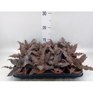 Cryptanthus zonatus