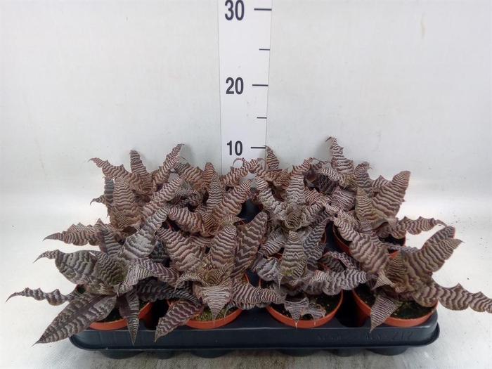 <h4>Cryptanthus zonatus</h4>