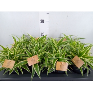 Chlorophytum com. 'Ocean'