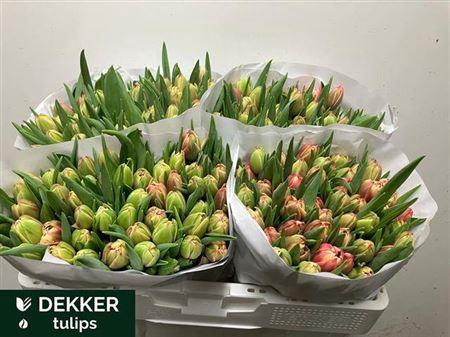 <h4>Tu Du Columbus</h4>