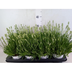 Lavandula interm. 'Edelweiss'