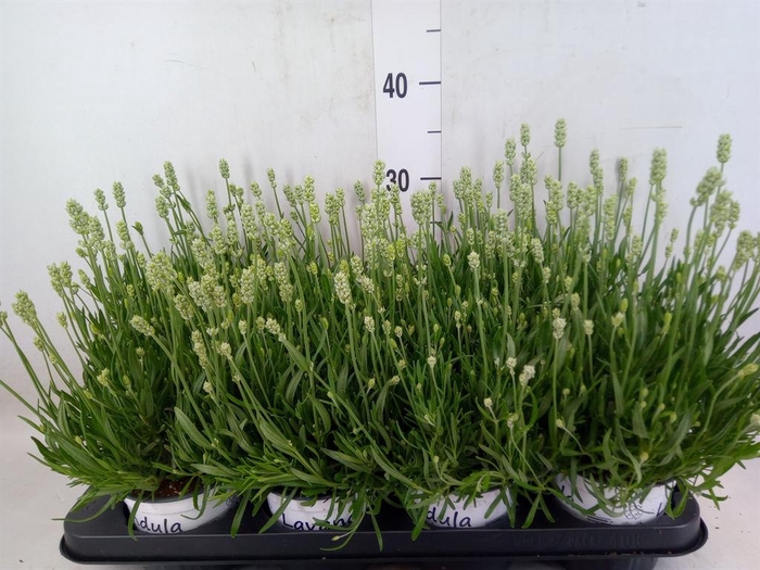 <h4>Lavandula interm. 'Edelweiss'</h4>