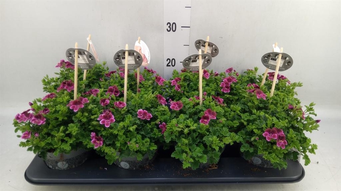 <h4>Pelargonium gran.   ..</h4>