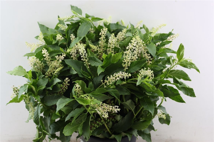 <h4>Carbouzijn Berry P Bunch</h4>