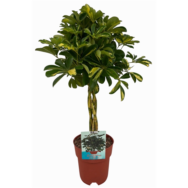 <h4>Schefflera Gold Capella gevlochten stam</h4>