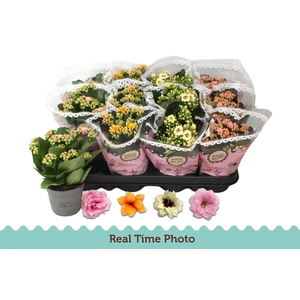 KAL GE GEM TWEEKL BL