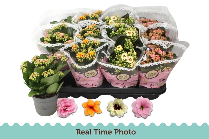 <h4>KAL GE GEM TWEEKL BL</h4>