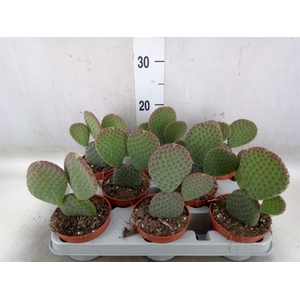 Opuntia microdasys