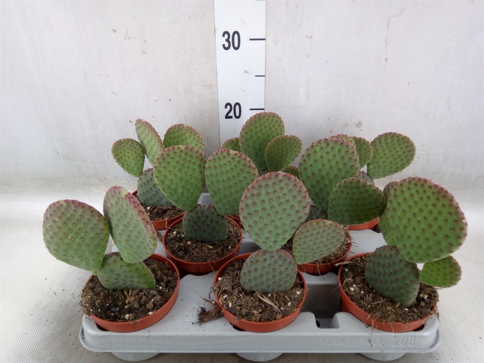 <h4>Opuntia microdasys</h4>