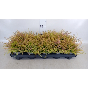 Calluna vulg. 'Tib'