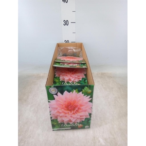 Dahlia   ...flowerbulbs