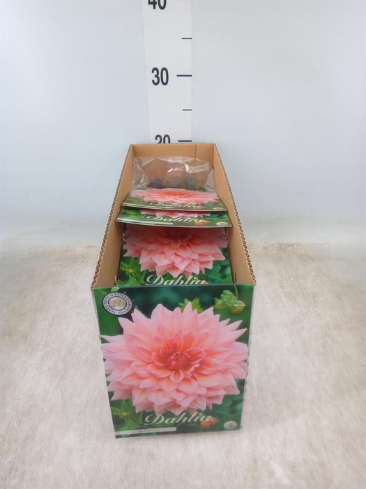 <h4>Dahlia   ...flowerbulbs</h4>