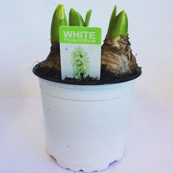 <h4>Hyacint White Pearl in gekleurde pot</h4>