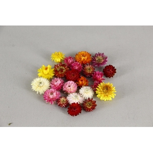 DF Helichrysum Head Mixed