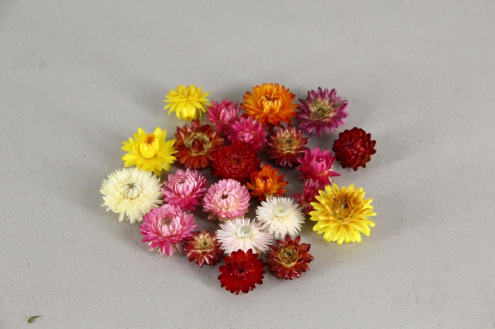 <h4>DF Helichrysum Head Mixed</h4>