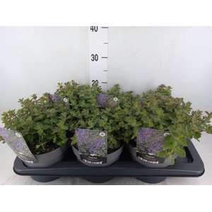Nepeta faassenii