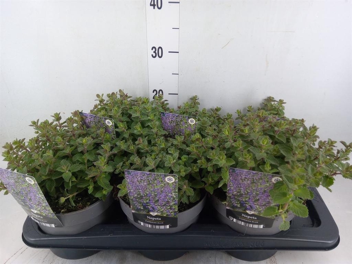 <h4>Nepeta faassenii</h4>