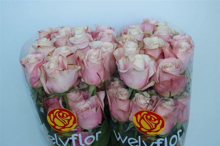 <h4>R Gr Secret Garden</h4>