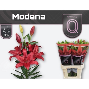 LI LA MODENA 5+