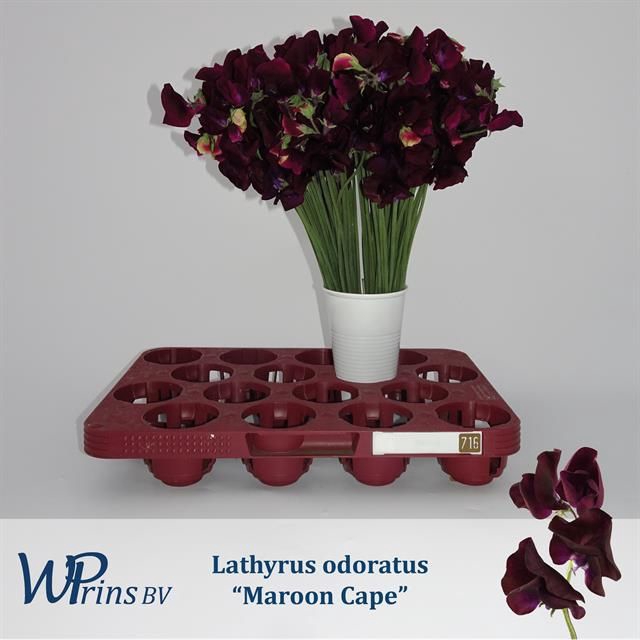 <h4>LATHYR MAROON CAPE</h4>