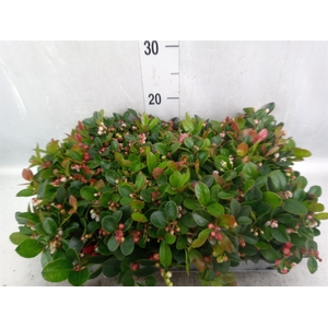 Gaultheria proc.