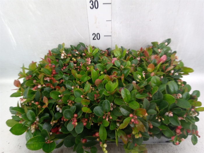 Gaultheria proc.