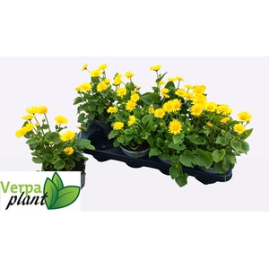 DORO OR LEONARD COMP