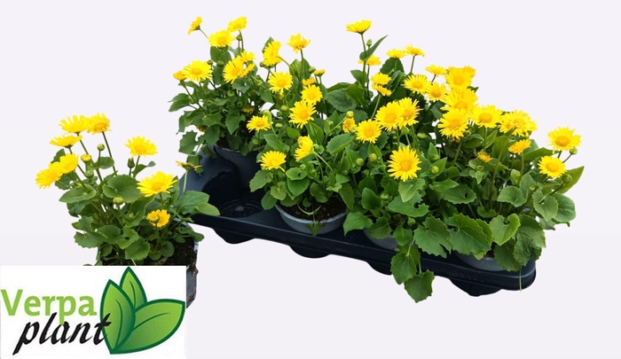 <h4>DORO OR LEONARD COMP</h4>