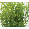 BUPLEURUM GREEN GOLD 070 CM