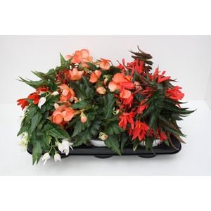 Begonia Waterfall Dreams mixltray