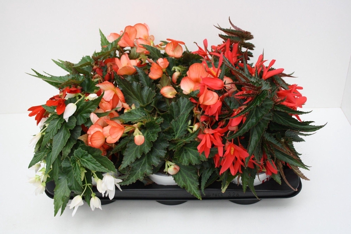 <h4>Begonia Waterfall Dreams mixltray</h4>