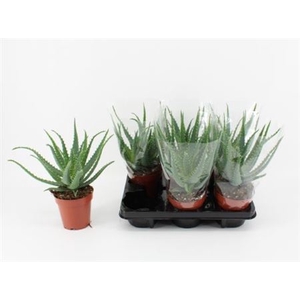 Aloe arborescens