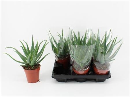 <h4>Aloe arborescens</h4>