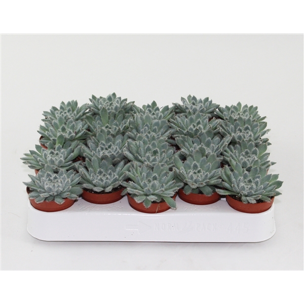 <h4>Echeveria Rundelii Special</h4>