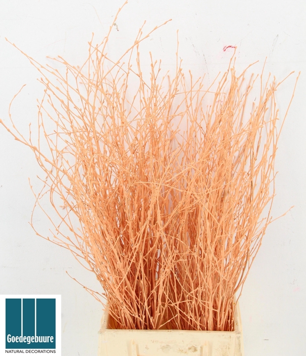 <h4>BETULA BS KLB H%</h4>