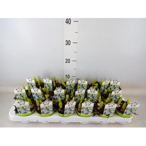 Scilla mischtschenkoana