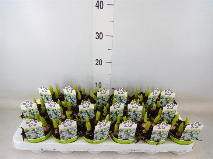 <h4>Scilla mischtschenkoana</h4>