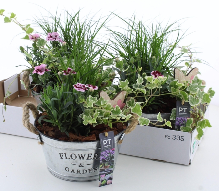 <h4>ARR TUINPLANTEN</h4>