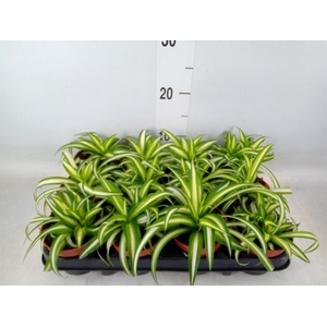 Chlorophytum com. 'Variegatum'
