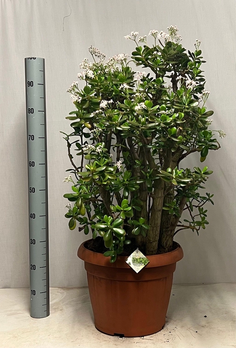 <h4>CRASS OVATA</h4>