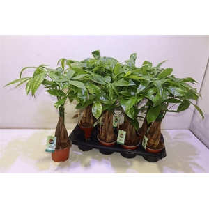 arr8 Pachira Aquatica