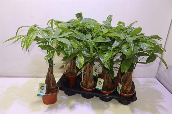 <h4>arr8 Pachira Aquatica</h4>